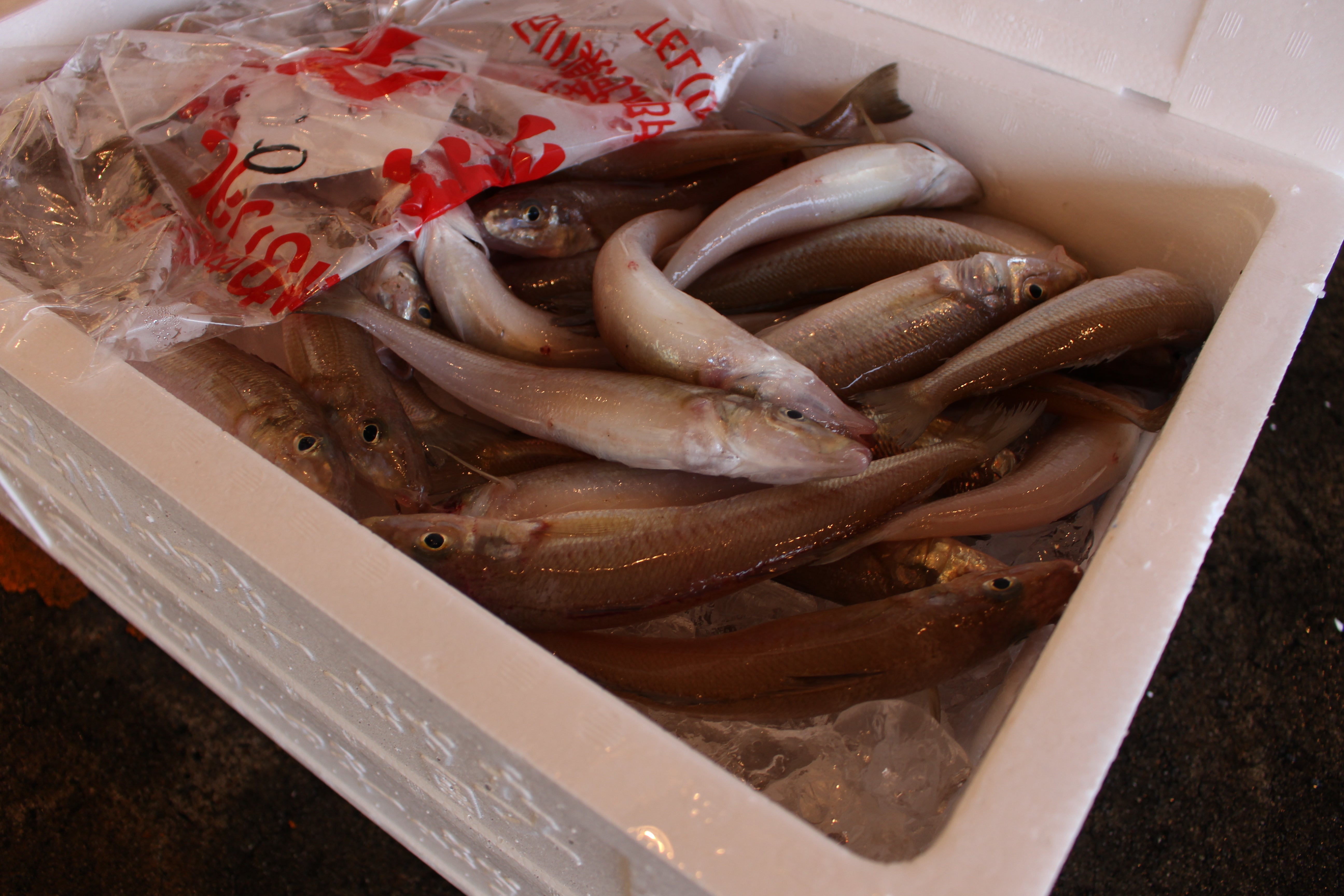 低温製法DOG FOOD fish 緑イ貝エキス