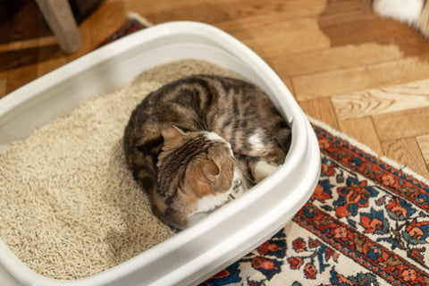 猫のトイレ処理にも