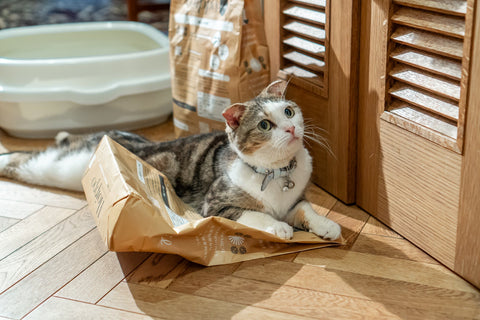 空の紙袋は愛猫の遊び道具にも