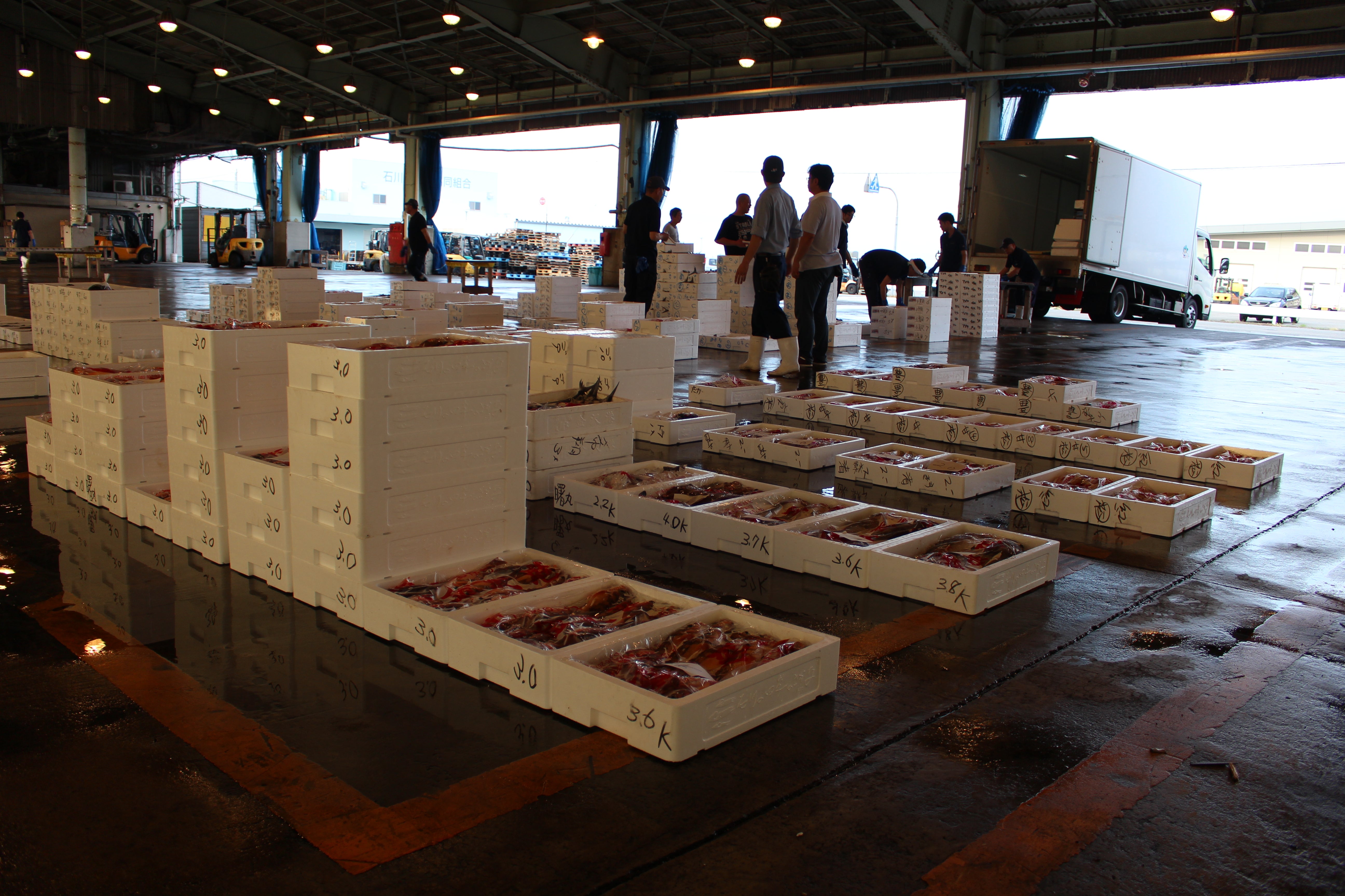 低温製法DOG FOOD fish 緑イ貝エキス