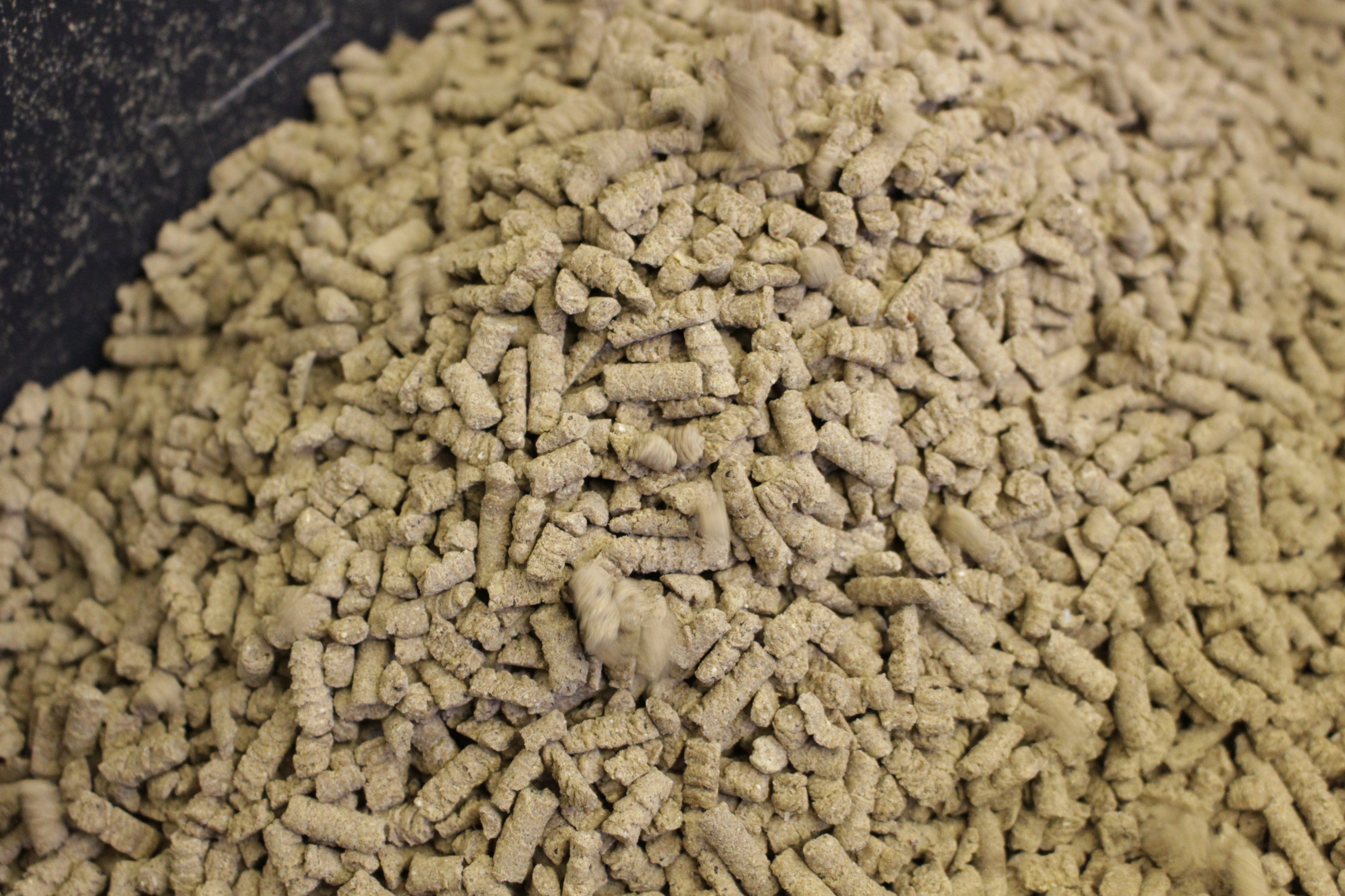 低温製法DOG FOOD fish 緑イ貝エキス